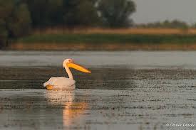 delta dunarii - images.jpeg